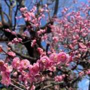 ヒメ日記 2025/03/19 19:26 投稿 あかね 京都の痴女鉄道