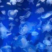 ヒメ日記 2025/11/29 10:02 投稿 あんな ポッキリ学園 ～モテモテハーレムごっこ～