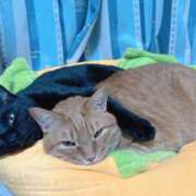 ヒメ日記 2026/03/21 00:08 投稿 綾波★ 伽羅（小名浜）