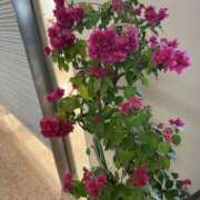 ヒメ日記 2025/03/18 20:18 投稿 あすな★ 伽羅（小名浜）