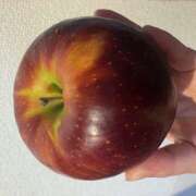 霧乃ゆみ 昨日もありがとう ローテンブルク