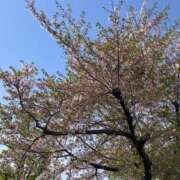 ヒメ日記 2025/04/24 22:21 投稿 礼瀬うた コウテイ