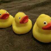 ヒメ日記 2025/06/10 07:45 投稿 礼瀬うた コウテイ