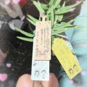 ヒメ日記 2026/07/07 18:21 投稿 ミユ バニーコレクション新潟店