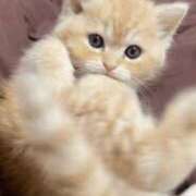 ヒメ日記 2025/12/09 11:21 投稿 桜〇舞(単体AV女優) プレイボーイ　アゲハ