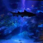 ヒメ日記 2025/04/06 16:42 投稿 さゆき エンジェルシリカ