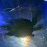 ヒメ日記 2026/02/13 08:17 投稿 さゆき エンジェルシリカ