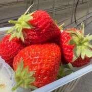 さゆき ※無題 エンジェルシリカ