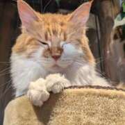 ヒメ日記 2025/03/31 09:39 投稿 莉菜(りな) 人妻城 横浜本店