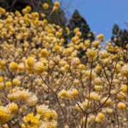 ヒメ日記 2026/04/06 10:44 投稿 莉菜(りな) 人妻城 横浜本店