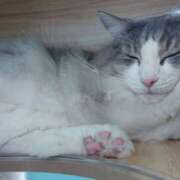 ヒメ日記 2025/02/16 18:27 投稿 かほ 脱がされたい人妻 越谷店