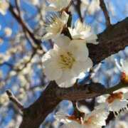 ヒメ日記 2025/03/01 16:04 投稿 かほ 脱がされたい人妻 越谷店