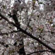 ヒメ日記 2025/04/29 09:56 投稿 まいか 舐めフェチの会