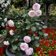 ヒメ日記 2025/05/31 15:56 投稿 まいか 舐めフェチの会