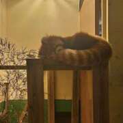 ヒメ日記 2024/12/17 22:59 投稿 さりな G-SCANDAL