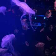 HITOMI （ひとみ） ありがとう🖤🥀 UTAKATA