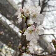 ヒメ日記 2025/03/28 14:02 投稿 キキ Evolution 2nd