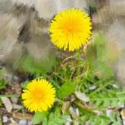 ヒメ日記 2025/04/10 20:22 投稿 キキ Evolution 2nd