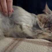 ヒメ日記 2025/08/18 21:03 投稿 キキ Evolution 2nd