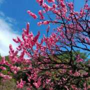 ヒメ日記 2025/03/17 09:02 投稿 ひより Evolution 2nd