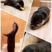 ヒメ日記 2025/03/29 09:13 投稿 ひより Evolution 2nd