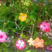 ヒメ日記 2025/04/28 09:02 投稿 ひより Evolution 2nd