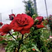 ヒメ日記 2025/05/13 09:12 投稿 ひより Evolution 2nd