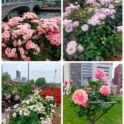 ヒメ日記 2025/05/27 09:17 投稿 ひより Evolution 2nd