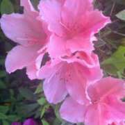 える☆S級未経験島娘 ーーーおひさのーーー かりゆしOLの秘密【20代沖縄美女多数在籍-デリヘル×ヌードエステ】