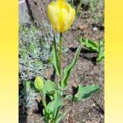 ヒメ日記 2026/04/22 05:10 投稿 あつこ 熟女の風俗最終章 相模原店