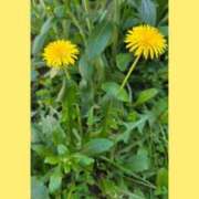 ヒメ日記 2026/04/07 22:50 投稿 あつこ 熟女の風俗最終章 町田店