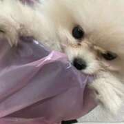 ヒメ日記 2025/04/02 08:09 投稿 るりこ♡天然ロリフェイス美少女♡ よかろうもん下関本店