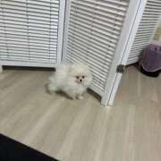 ヒメ日記 2025/04/02 17:49 投稿 るりこ♡天然ロリフェイス美少女♡ よかろうもん下関本店