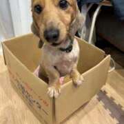 ヒメ日記 2025/04/03 18:46 投稿 るりこ♡天然ロリフェイス美少女♡ よかろうもん下関本店