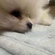 ヒメ日記 2025/04/04 19:29 投稿 るりこ♡天然ロリフェイス美少女♡ よかろうもん下関本店