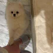 ヒメ日記 2025/08/18 12:33 投稿 るりこ♡天然ロリフェイス美少女♡ よかろうもん下関本店