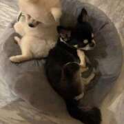 ヒメ日記 2026/04/09 06:29 投稿 るりこ♡天然ロリフェイス美少女♡ よかろうもん下関本店