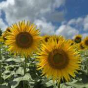 ヒメ日記 2025/08/20 17:30 投稿 ひなた トマトなび