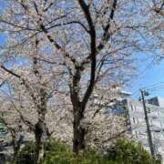 ヒメ日記 2025/04/09 08:56 投稿 松本弘子(まつもとひろこ) 五十路マダムエクスプレス厚木店(カサブランカグループ)