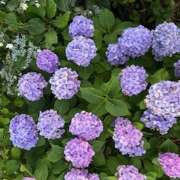 ヒメ日記 2025/07/09 19:17 投稿 一葉(かずは) あなたの妻