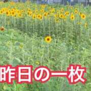 ヒメ日記 2024/07/03 14:02 投稿 ひばり 佐賀人妻デリヘル 「デリ夫人」