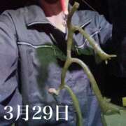 ヒメ日記 2025/03/29 12:59 投稿 ひばり 佐賀人妻デリヘル 「デリ夫人」