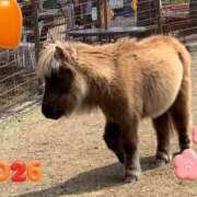 ヒメ日記 2026/01/02 10:17 投稿 ひばり 佐賀人妻デリヘル 「デリ夫人」