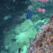 ヒメ日記 2025/05/16 12:52 投稿 ひな 密着SPA!!水着deエステ～美人・素人エステ専門店～