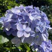 ヒメ日記 2025/06/24 07:30 投稿 なな シェリーエンジェル