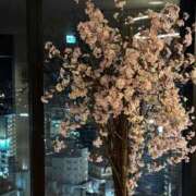 ヒメ日記 2025/03/18 07:04 投稿 ちはる ごほうびSPA神戸店