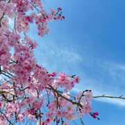 ヒメ日記 2025/04/09 22:14 投稿 ちはる ごほうびSPA神戸店