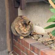 ヒメ日記 2025/04/17 05:44 投稿 ちはる ごほうびSPA神戸店