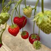 ヒメ日記 2025/04/24 20:06 投稿 ちはる ごほうびSPA神戸店