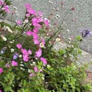 ヒメ日記 2025/05/04 06:14 投稿 ちはる ごほうびSPA神戸店